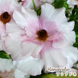 \̔ iLX bNX c AAhl 10.5cm|bg h ԕc K[fjO c tod 12{ȍ~