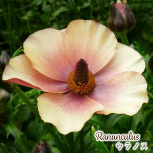 \̔ iLX bNX c EmX 10.5cm|bg h ԕc K[fjO c tod 12{ȍ~