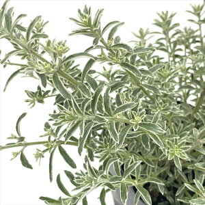 EGXgMA teBRT X[L[ 9cm|bg I[XgA[Y}[ n[uc Herb I[W[vc c Ԗ