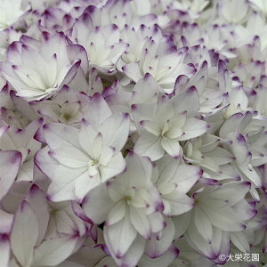 AWTC J p[v 7.5cm|bg hԉ nChWA c ԕc c  z dka