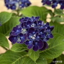 予約販売 アジサイ ネイビーブルー 7.5cmポット 大栄花園 ハイドランジア 苗 花苗 苗木 あじさい 紫陽花 dka 10月下旬…