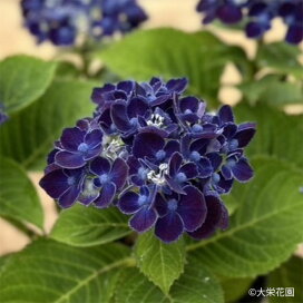 楽天市場】プルメリア プディカ 10.5cmポット 熱帯植物 ハワイ タヒチ 