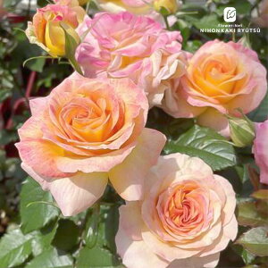 \̔ oc oc ㉀| [hDe lG炫 KN ΂  sN kho 2{ȍ~