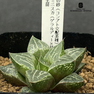 A ninI`A ̍iRvgzj×~jXJiQfB[×ej c 0926-011 A JN^XjVc i̔  nI`A 7.5cm|bg