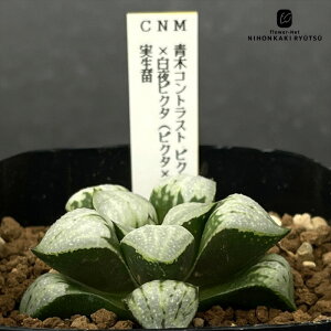 A ninI`A ؃RgXgsN^×sN^isN^×郀`Jj c 0926-029 A JN^XjVc i̔  nI`A 7.5cm|bg