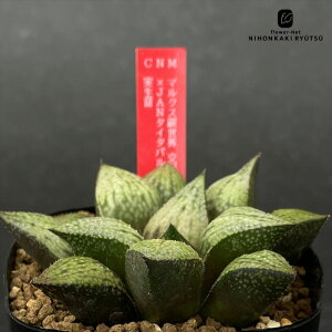 A ninI`A }NX␢EzIiNS3j×JAN^C^pei̓sN^×^C^pej c 0926-039 A JN^XjVc i̔  nI`A 7.5cm|bg