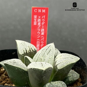 A ninI`A pE_[SipE_[Xm[×͓Sj×SuEiS×uEVK[j c 0926-055 A JN^XjVc i̔  nI`A