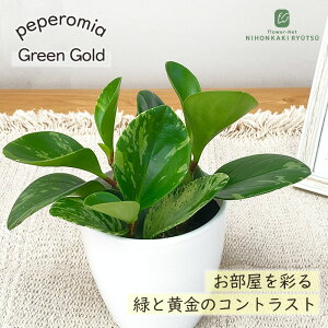 ϗtA cot yy~A O[S[h 3.5 ϗtA ^   蕨 v[g CeA 