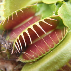 特大食虫植物 品種おまかせハエとり草（ハエトリソウ 3.5号） 水生植物