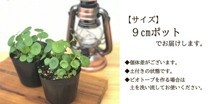 楽天市場 ウォーターマッシュルーム 9cmポット 水生植物 水草 ビオトープ 観葉植物 フラワーネット 日本花キ流通 楽天市場 ウォーターマッシュルーム 9cmポット 水生植物 水草 ビオトープ 観葉植物 フラワーネット 日本花キ流通