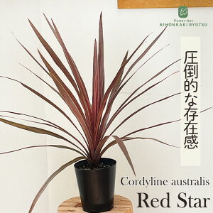 ϗtA RWl I[XgX bhX^[ 12cm|bg ϗtA J[[t