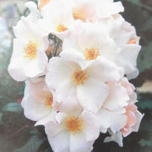 \̔ o c o Vc o T[z[Y KN ΂  tros 4{ȍ~