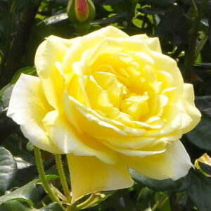 \̔ o c o Vc o JWm KN ΂ F tros 4{ȍ~