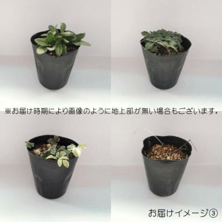 楽天市場 予約販売 宿根草の咲く庭 ゲウム マイタイ 宿根草苗 9cmロングポット ガーデニング 多年草 11月中旬以降発送 フラワーネット 日本花キ流通