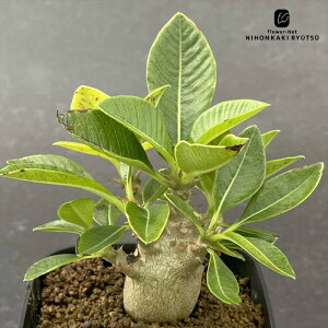 A capL|fBE EB][  A R[fbNX 򍪐A 9cm|bg