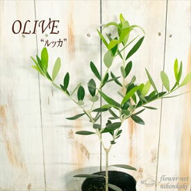 オリーブ ルッカ 10.5cmポット 観葉植物 オリーブの木 苗 シンボルツリー 庭木 果樹 mto