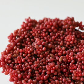多肉植物 seセダム ばらまきレッドベリー 信華園さんの苗 7.5cmポット