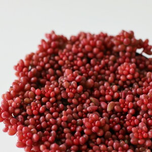 A seZ_ ΂܂bhx[ M؉̕c 7.5cm|bg