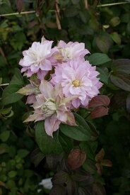 楽天市場 クレマチス 八重の通販