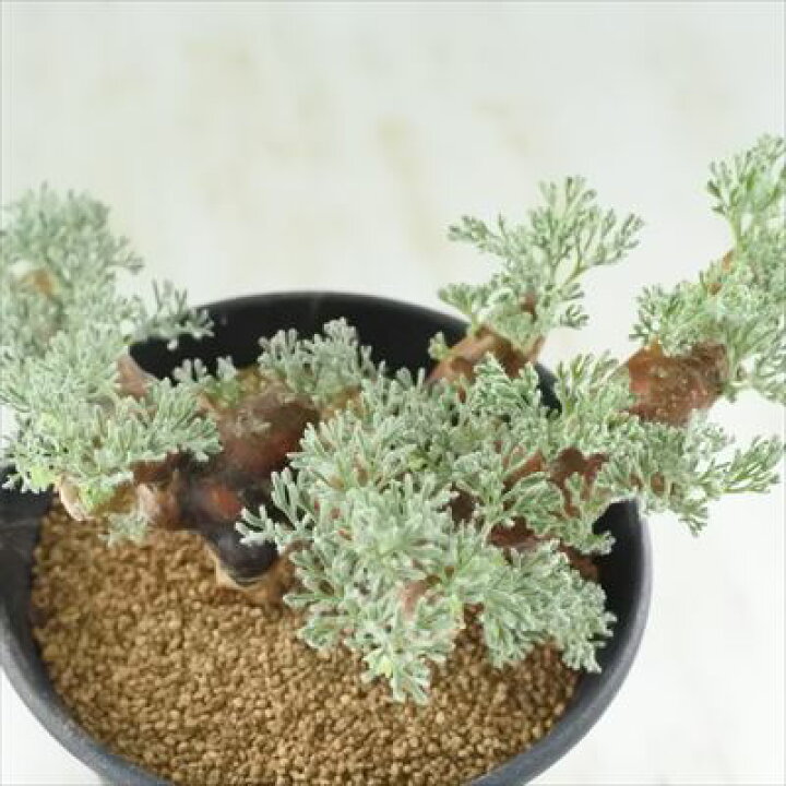 楽天市場】多肉植物 caサルコカウロン ムルチフィヅム 1029-07 多肉 