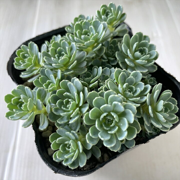 楽天市場 多肉植物 Seセダム ローズセダム 9cmポット 多肉植物 ロディオラ パキクラドス バライワレンゲ フラワーネット 日本花キ流通