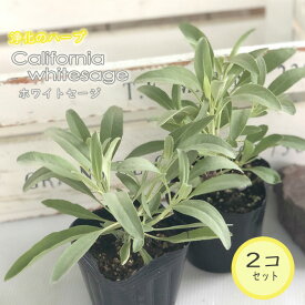 カリフォルニア ホワイトセージ 2個セット ハーブ 苗 スマッジング 宿根草 9cmポット Herb