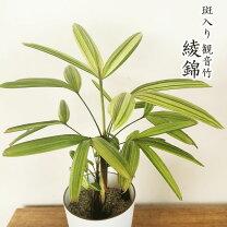 楽天市場】観葉植物 観音竹の通販