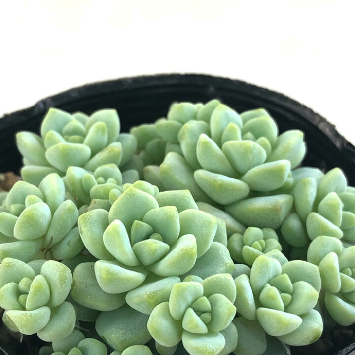楽天市場 多肉植物 Seセダム ペレスデラロサエ 多肉植物 セダム 7 5cmポット フラワーネット 日本花キ流通