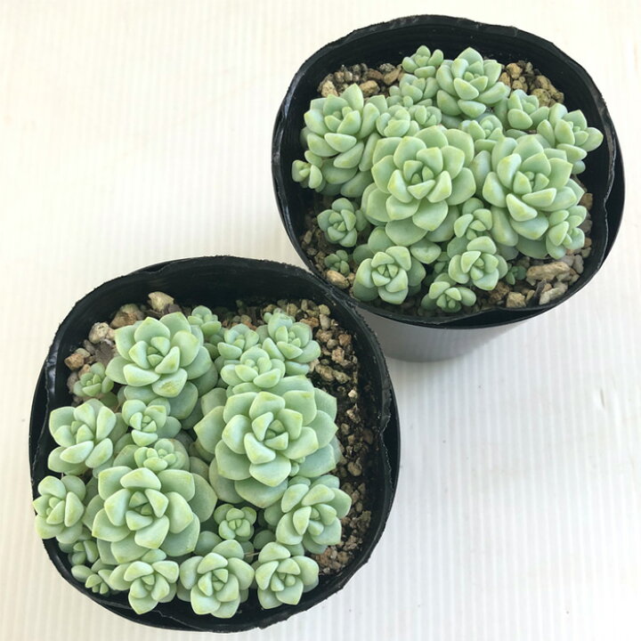 多肉植物 Seセダム ペレスデラロサエ ピンクエッジ セダム 7 5cmポット 女性に人気 多肉植物 Seセダム ペレスデラロサエ ピンクエッジ セダム 7 5cmポット 女性に人気