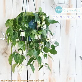 冬咲きクレマチス アンスンエンシス 5号 吊り鉢 送料無料 クレマチス ホワイトベル お歳暮 冬ギフト プレゼント 鉢植え 鉢花