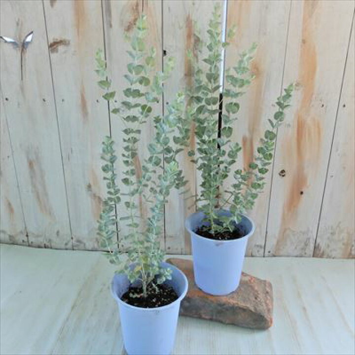 ハートリーフユーカリ デシピエンス 10 5cmポット ハーブ 観葉植物 苗