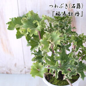 ԂiΕjO 4 Ԃ R쑐 ԕc cuL