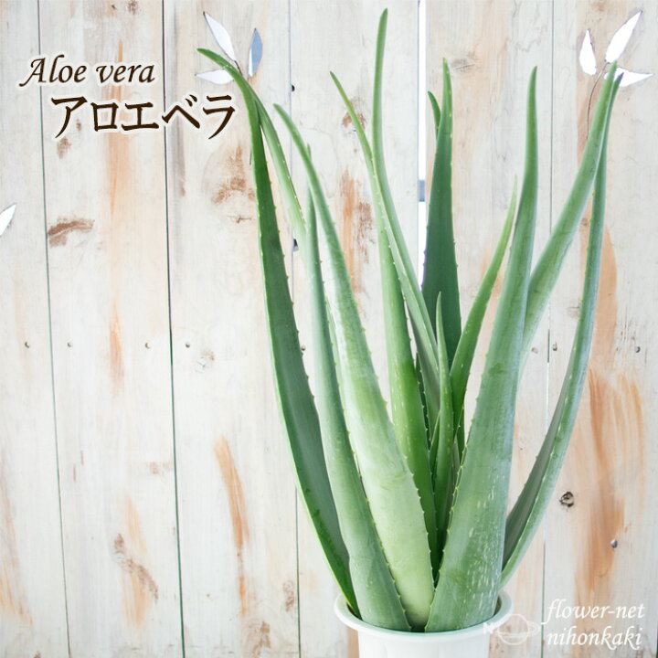 楽天市場 特大アロエベラ 5号鉢 送料無料 アロエ ベラ 苗 観葉植物 インテリア おしゃれ フラワーネット 日本花キ流通