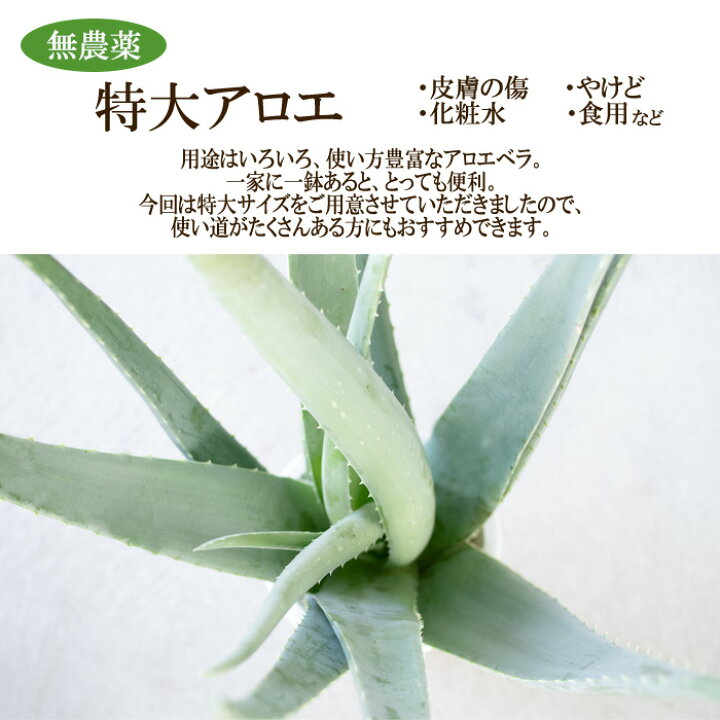 楽天市場 特大アロエベラ 5号鉢 送料無料 アロエ ベラ 苗 観葉植物 インテリア おしゃれ フラワーネット 日本花キ流通