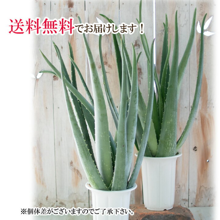 楽天市場 特大アロエベラ 5号鉢 送料無料 アロエ ベラ 苗 観葉植物 インテリア おしゃれ フラワーネット 日本花キ流通