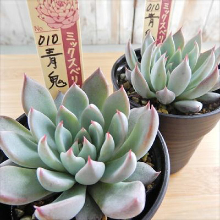楽天市場】多肉植物 oriミックスベリア No.010 青鬼 多肉植物 お 
