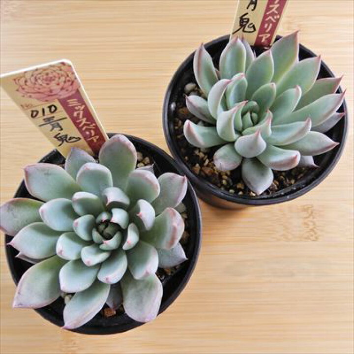 楽天市場】多肉植物 oriミックスベリア No.010 青鬼 多肉植物 お 