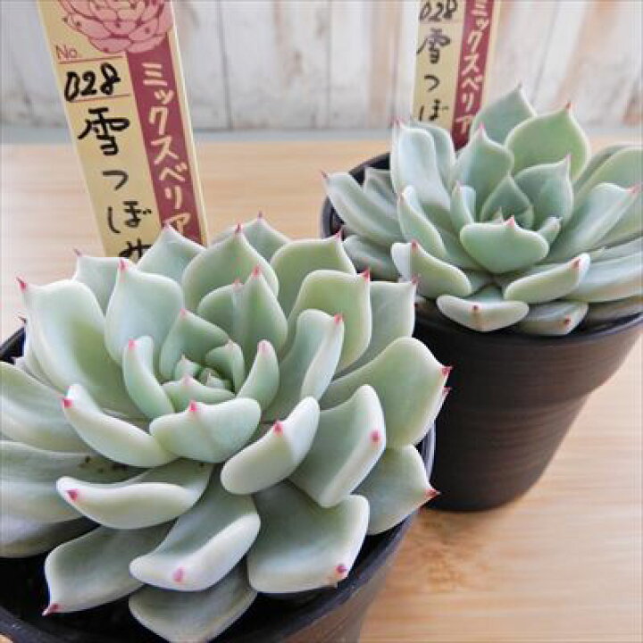 楽天市場】多肉植物 oriミックスベリア No.028 雪つぼみ 多肉植物 お 