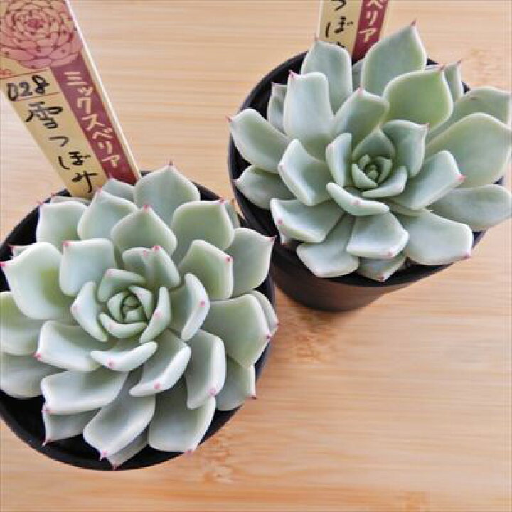 楽天市場】多肉植物 oriミックスベリア No.028 雪つぼみ 多肉植物 お 