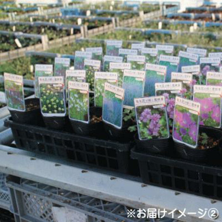 楽天市場 宿根草の咲く庭 ベロニカ ロンギフォリア ピンクシェーズ 宿根草苗 9cmロングポット ガーデニング 多年草 フラワーネット 日本花キ流通 楽天市場 宿根草の咲く庭 ベロニカ ロンギフォリア ピンクシェーズ 宿根草苗 9cmロングポット ガーデニング 多年草 フラワーネット 日本花キ流通