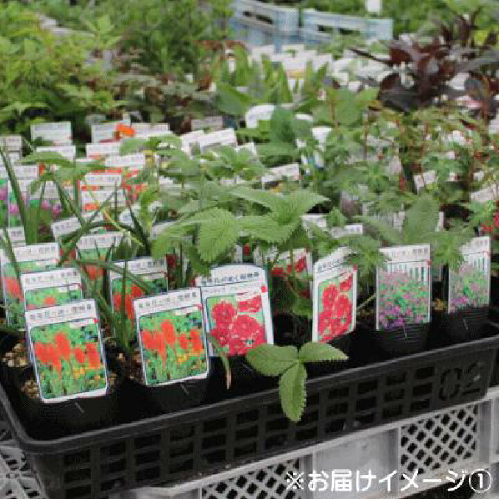 楽天市場 予約販売 宿根草の咲く庭 ベロニカ ロンギフォリア ブルーシェーズ 宿根草苗 9cmロングポット ガーデニング 多年草 3月下旬以降発送 フラワーネット 日本花キ流通 楽天市場 予約販売 宿根草の咲く庭 ベロニカ ロンギフォリア ブルーシェーズ 宿根草苗 9cmロングポット ガーデニング 多年草 3月下旬以降発送 フラワーネット 日本花キ流通