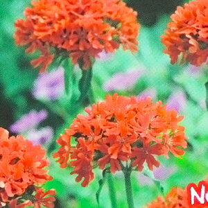 苗 多年草の人気商品 通販 価格比較 価格 Com