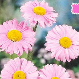 楽天市場 多年草 ピンクの通販 楽天市場 多年草 ピンクの通販