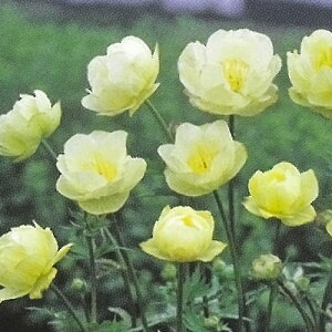 h̍炭 gEX c j[[ 9cm|bg N K[fjO ԕc hc hys4