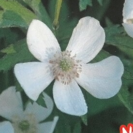 楽天市場 アネモネ 苗の通販