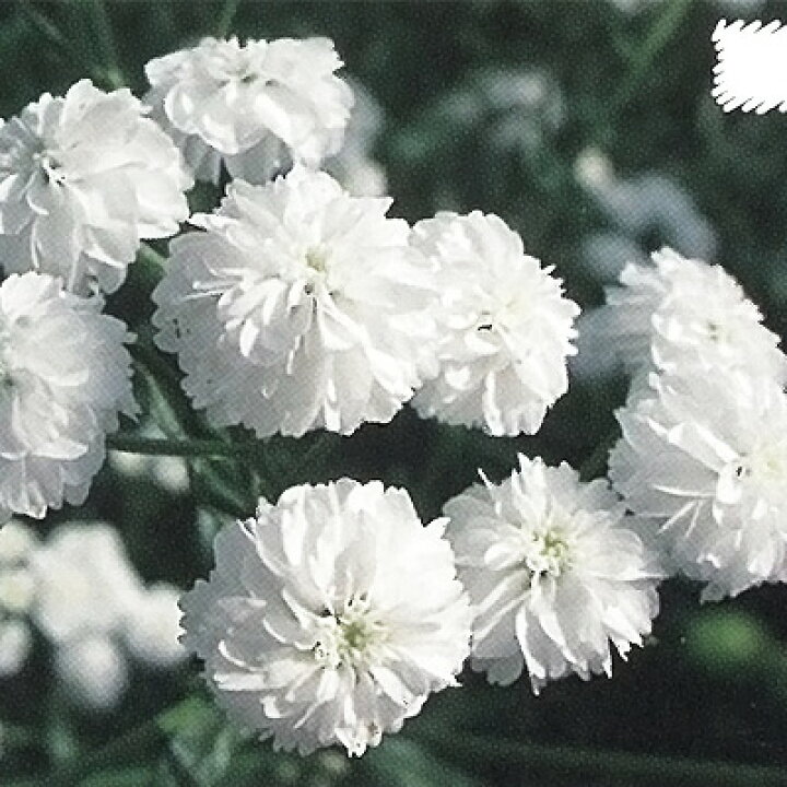 楽天市場 予約販売 宿根草の咲く庭 アキレア ノブレッサ 宿根草苗 9cmロングポット ガーデニング 多年草 4月下旬以降発送 フラワーネット 日本花キ流通