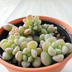 yyVX[p[Z[ P5{z A hmZ_ ΂܂ _E_ No.2 A Z_ __ No.2 6cm|bg