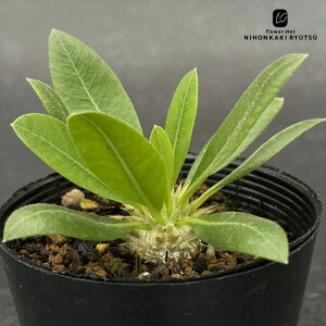 A capL|fBE b΂  A urJE R[fbNX 7.5cm|bg