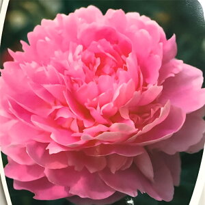 芍薬 シャクヤクの人気商品 通販 価格比較 価格 Com