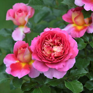 \̔ o c o Vc fo[ GXvhDp io^ lG炫 KN ΂  sN has 4{ȍ~